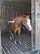 Quarter horse 2 ans 