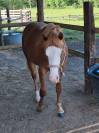 Quarter horse 2 ans 