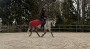 Poney fran&ccedil;ais de selle PP