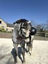 Poney fran&ccedil;ais de selle PP