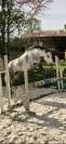 Poney fran&ccedil;ais de selle PP