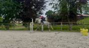 Poney fran&ccedil;ais de selle PP