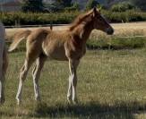 Foal par United Touch