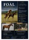Foal par United Touch