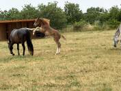 Foal par United Touch