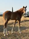 Foal par United Touch