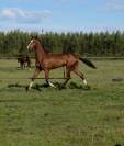 Jeune entier akhal teke