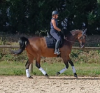 Hongre AES de 9 ans dressage