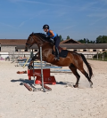 Hongre AES de 9 ans dressage
