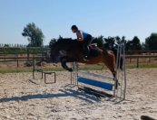 Hongre AES de 9 ans dressage