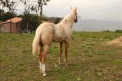 PAINT HORSE 