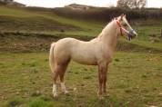 PAINT HORSE 