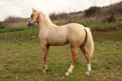 PAINT HORSE 