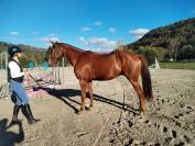 Madgik de la Maronne hongre 4 ans