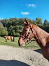 Madgik de la Maronne hongre 4 ans