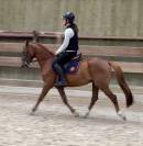 Hongre PFS 4 ans