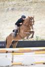 Gelding Selle Fran&ccedil;ais For sale 2021 Chesnut