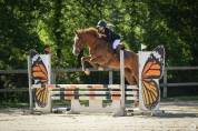 Gelding Selle Fran&ccedil;ais For sale 2021 Chesnut