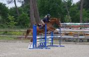 Gelding Selle Fran&ccedil;ais For sale 2021 Chesnut