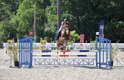 Gelding Selle Fran&ccedil;ais For sale 2021 Chesnut
