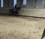 Selle fran&ccedil;ais hongre de 4 ans