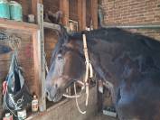 Tr&egrave;s joli cheval de trait