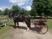 Tr&egrave;s joli cheval de trait