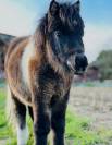 Poney min shetland onc 
