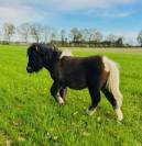 Poney min shetland onc 