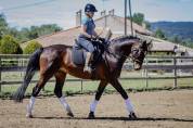 Jument Oldenbourg 1m70 13 ans
