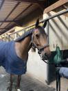 Hongre SF 8 ans - Sans faute 115/120