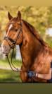 Se vende caballo Hannoveriano schoolmaster 16 a&ntilde;os 