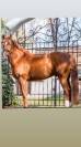 Se vende caballo Hannoveriano schoolmaster 16 a&ntilde;os 