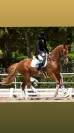 Se vende caballo Hannoveriano schoolmaster 16 a&ntilde;os 