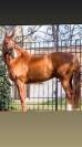 Se vende caballo Hannoveriano schoolmaster 16 a&ntilde;os 