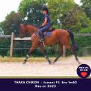 Merveilleuse petite jument compacte, mental en or