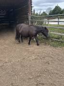 &Agrave; vendre gentille shetland noire