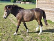 Poney B 