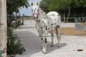 Appaloosa black l&eacute;opard de 6 ans - Poney D