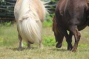 Etalon Palomino Shetland PP Livre A