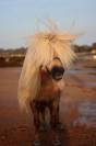 Etalon Palomino Shetland PP Livre A