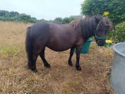 Ponette onc 3 ans
