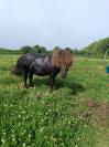 Etalon shetland livre A