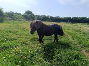 Etalon shetland livre A