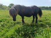 Etalon shetland livre A