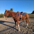 Hongre ,7 ans ,ideal loisirs ,balades