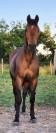 Hongre Lusitanien 15 ans 
