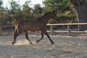 Hongre Lusitanien 15 ans 