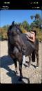 Ponette Welsh cob 