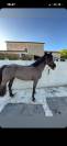 Ponette Welsh cob 